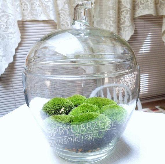 Terrarium z mchem