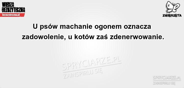 Machanie ogonem i jego znaczenie u psów i kotów