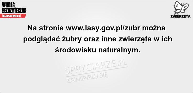 Żubry na żywo