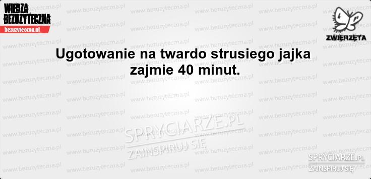 Czas gotowania strusiego jaja