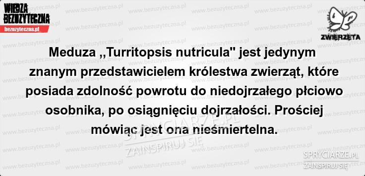 Nieśmiertelne meduzy