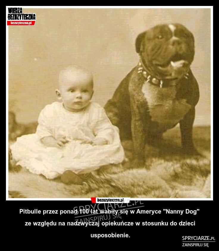 Pitbulle jako opiekunowie dzieci