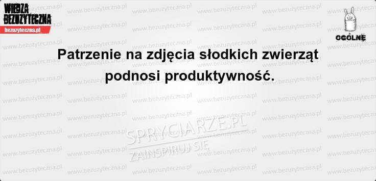 Teraz wiadomo dlaczego tyle kotków jest w necie