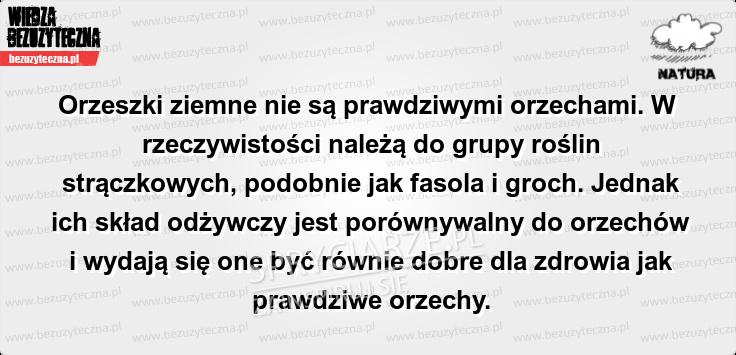 Orzeszki ziemne nie są orzechami