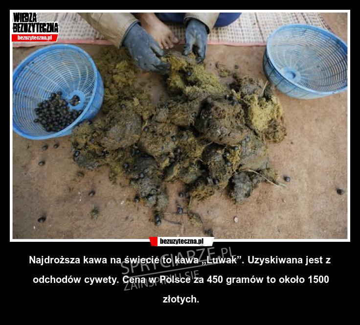 Najdroższa kawa na świecie