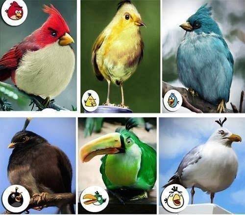 Angry Birds na żywo