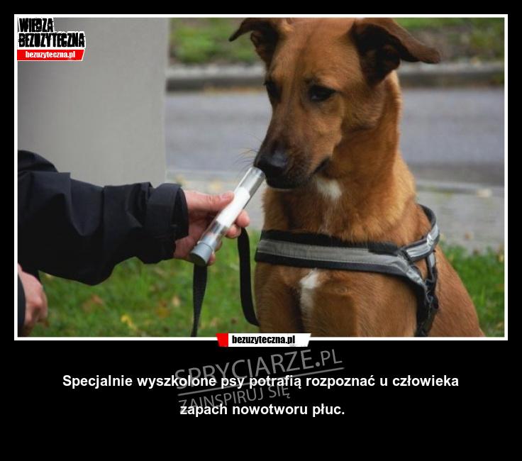 Niesamowite szkolenie psów