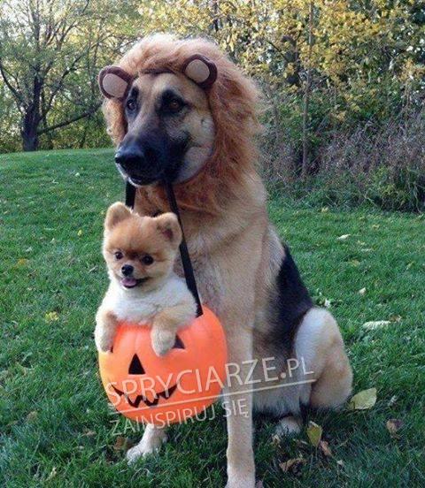 Halloween dla zwierzaków