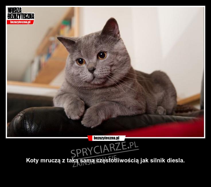 Ciekawostka odnośnie mruczenia kota