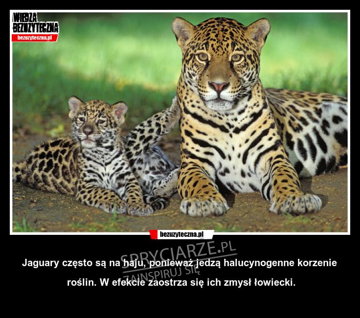 Jaguary często są na haju