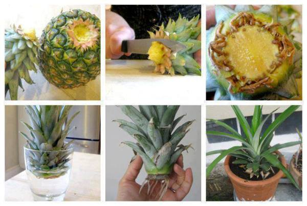 Jak zasadzić ananasa