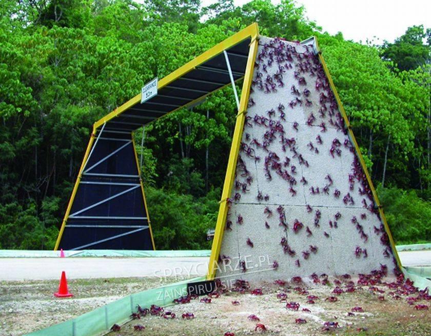 Specjalny most dla krabów