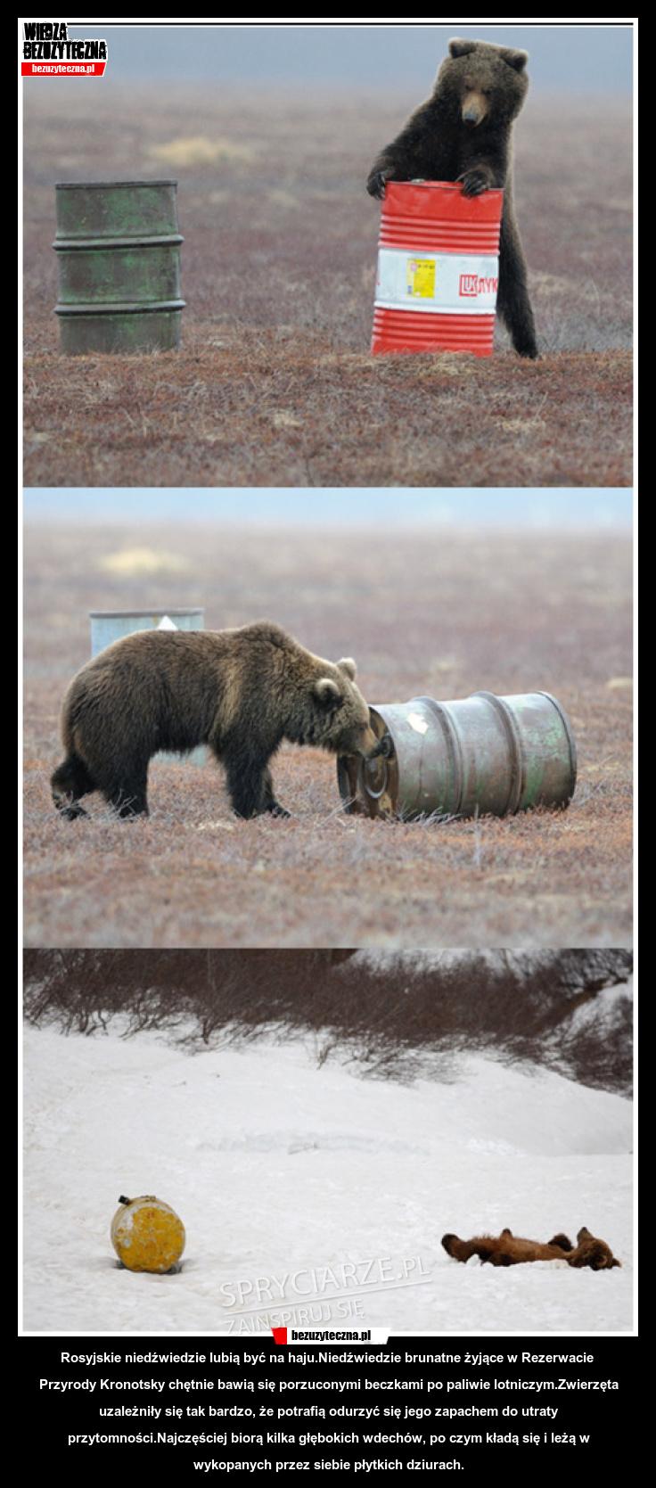 Rosyjskie niedźwiedzie lubią być na haju