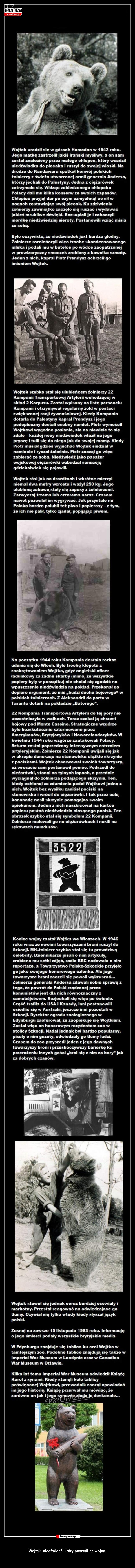 Niedźwiedź który poszedł na wojnę