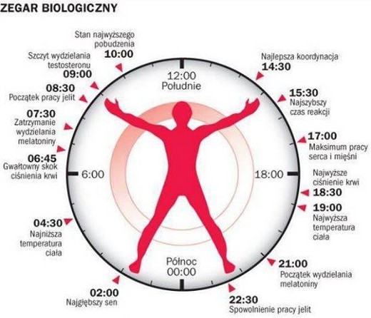 Tak działa nasz zegar biologiczny