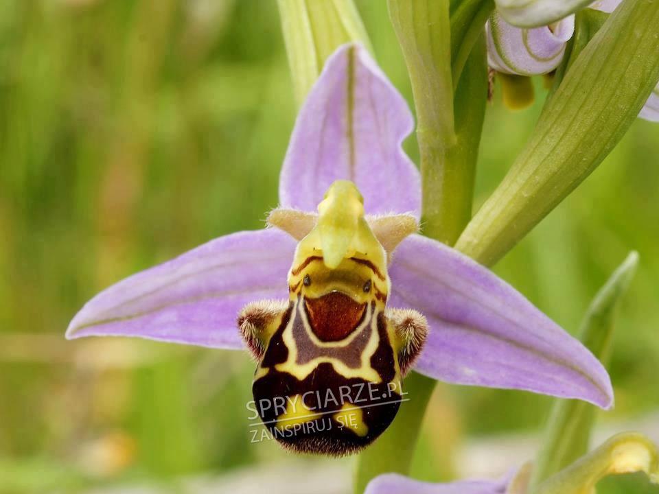 Dziwaczne rośliny o których nie znasz #5