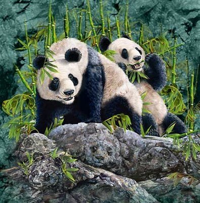 Ile pand można znaleźć na obrazku?