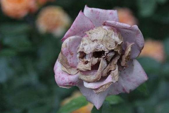 Róża śmierci