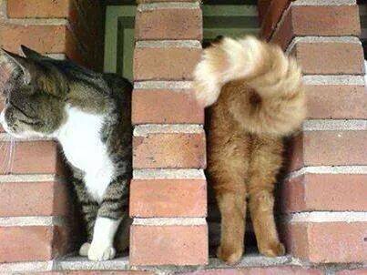 Świetnie się ustawiły