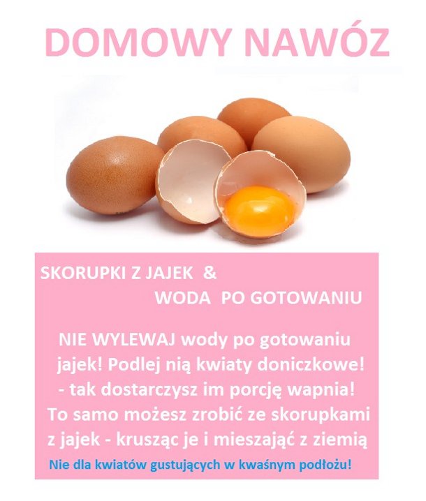 Domowy nawóz ze skorupek jajek 