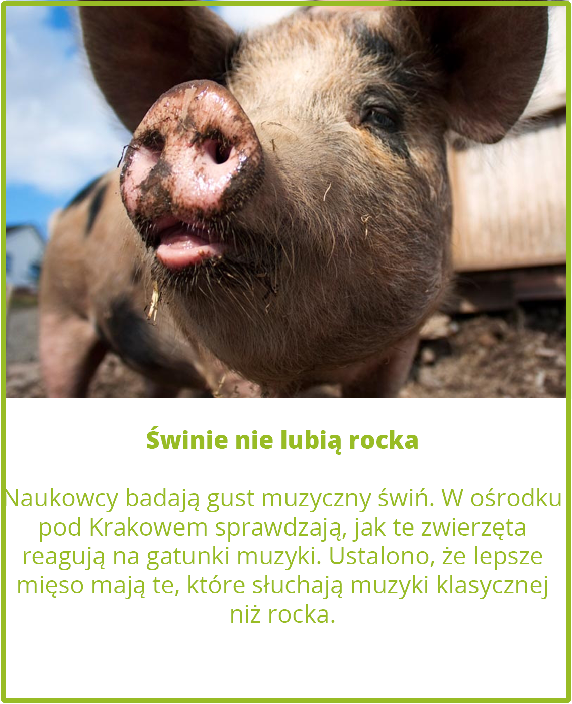 Świnie nie lubią rocka