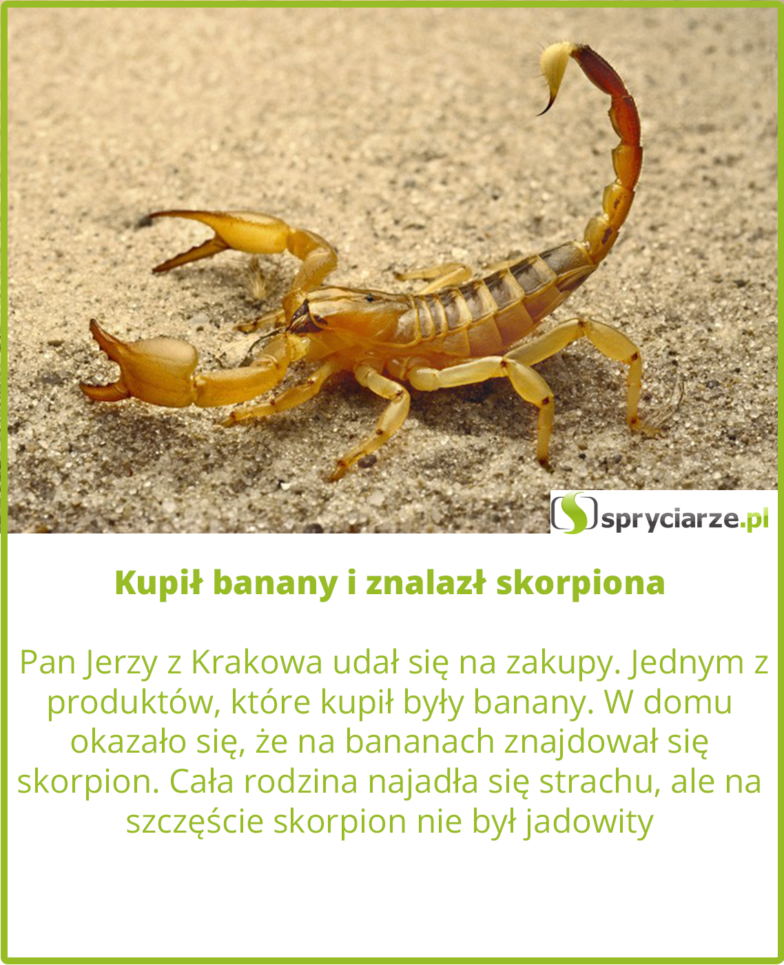 Kupił banany i znalazł skorpiona