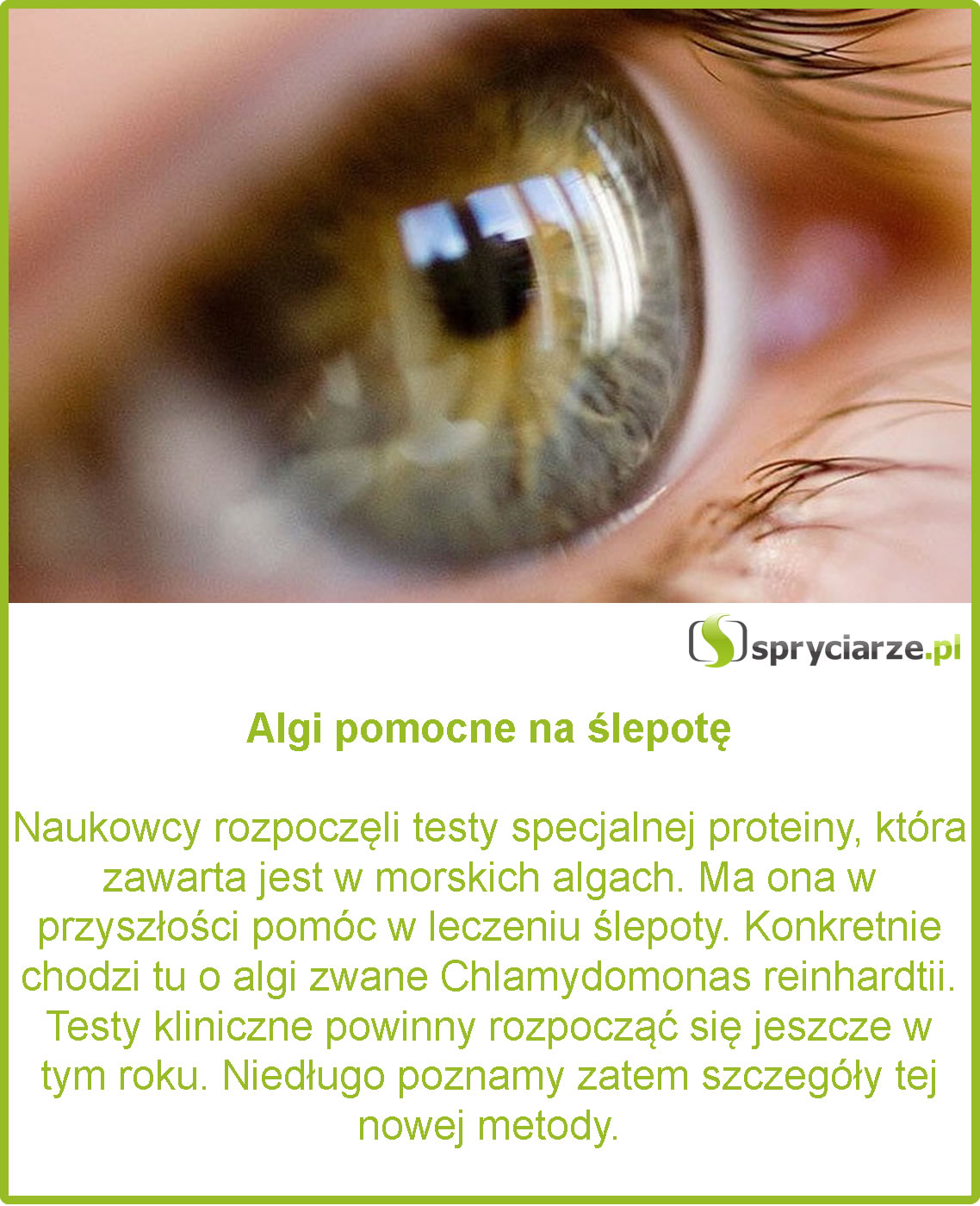 Algi pomocne na ślepotę