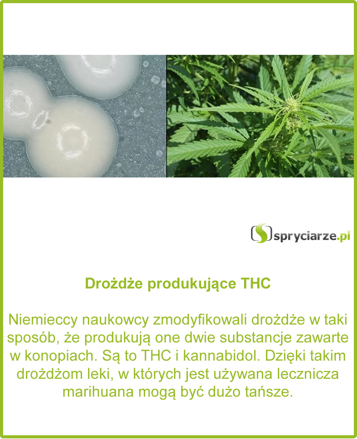 Drożdże produkujące THC