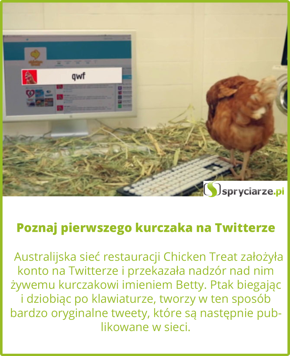 Poznaj pierwszego kurczaka na Twitterze