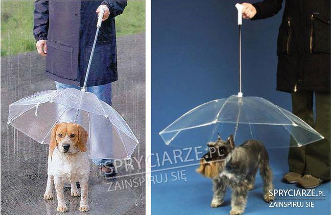 Parasol dla psa