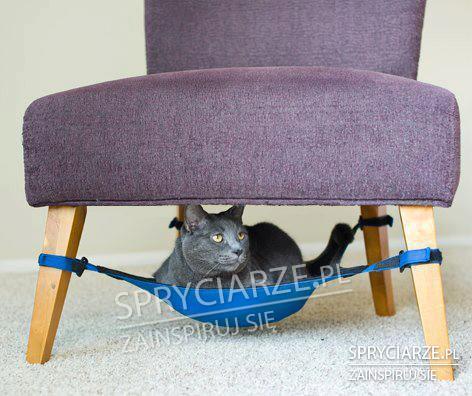 By kotek mógł też skorzystać z fotela